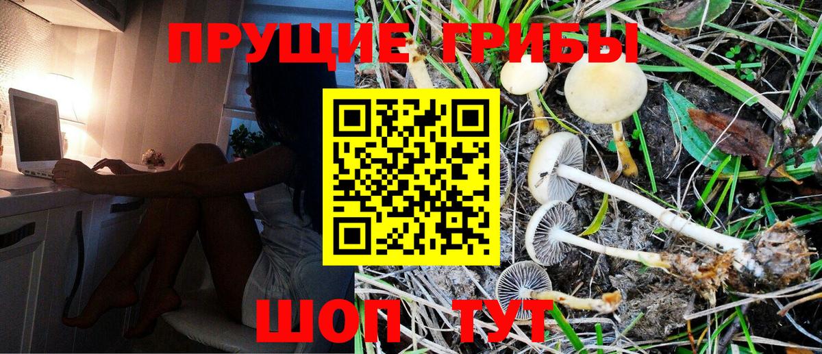 Галлюциногенные грибы Psilocybe Великий Новгород